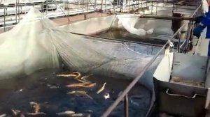 Саянская форель (Майнская ГЭС)