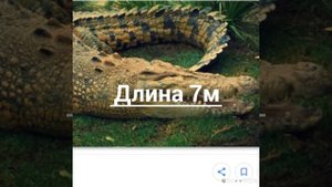 Косатка vs Крокадил(гребнистый)кто самый сильный хищник?