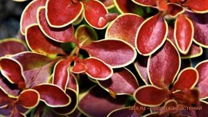 Барбарис тунберга Адмирэйшн ? обзор: как сажать, саженцы барбариса Адмирэйшн