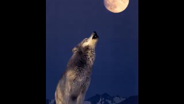wolf's howling смотреть онлайн