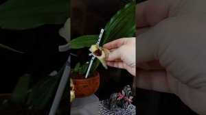 цветение Coelogyne xyrekes..