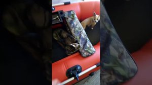 12 августа 2020 г. Приобретение лодки ПВХ Таймень 270. Осмотр и подготовка.