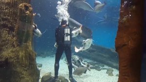Аквалангист в Москвариуме кормит рыбок