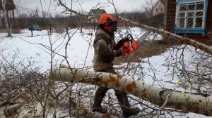 Валка дерева целиком с использованием оттяжки