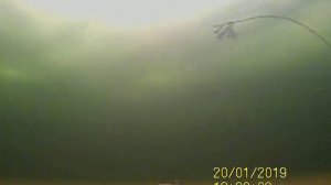 DUO Bay Ruf SV-80 15gr