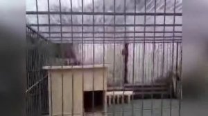 Вольер для Среднеазиатской овчарки, Алабая - размеры, материалы, рекомендации. Сделали сами 070413