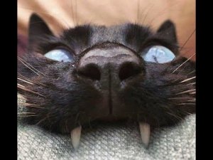 ? Зубастые хулиганы! ? Приколы с котами и собаками 2022 #42