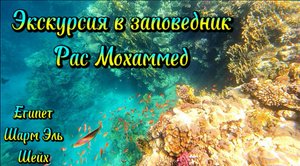 Заповедник Рас Мохаммед, Египет, Шарм Эль Шейх, экскурсия, 2 часть