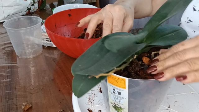 как правильно пересадить орхидеи. Махбубины орхидеи. смотреть онлайн