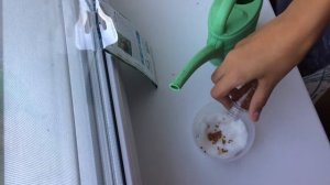 ТРАВА В ВАТЕ???|Выращиваем...|Хомячок Элвин