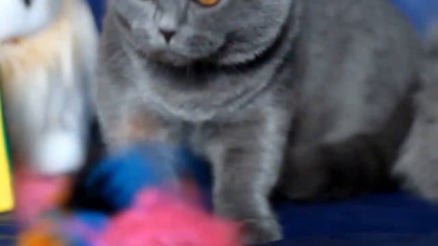 Наши любимые бриташки смотреть онлайн