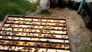 Пчеловодство Получение маточного молочка Getting the royal jelly