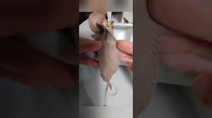 Четырехниточный оверлок одновременно стачивает и обмётывает. Ошибки при шитье трикотажа.