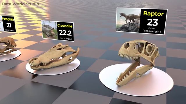 Skull Size Comparison | size Comparison | Biggest skull ☠️ смотреть онлайн