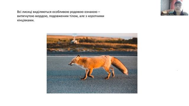 Образотворча діяльність: аплікація "Лисичка-сестричка" (16.12) смотреть онлайн