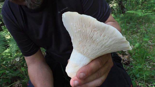 Lactarius piperatus | La SETA PICANTE de los bosques смотреть онлайн