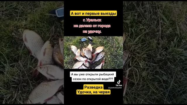 Разведка на Удочку. Рыба есть, можно ехать ловить карася огромного. #fishing #fish