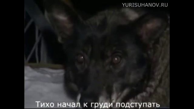 Верные собаки как Хатико! ОЧЕНЬ ГРУСТНАЯ история!!! смотреть онлайн