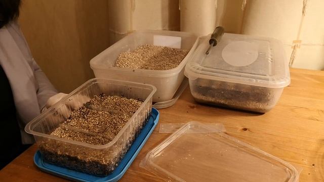 Сеем примулы вместе! 3 способа. Часть 1 смотреть онлайн