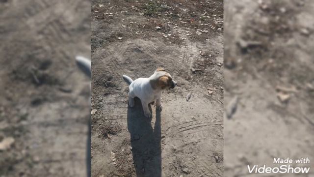 Спайк архив Фото спайка,фотосесия собак смотреть онлайн