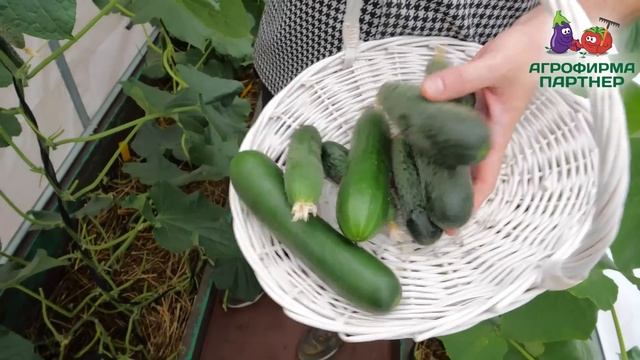 Что посеять в конце июня смотреть онлайн