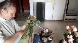 Серая гниль на цветах