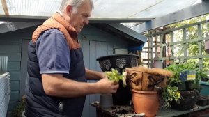 How to Plant a Stunning Hanging Basket 🌸 | Step-by-Step Guide for Beginners