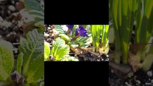 Primrose Plant Profile