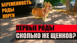 Роды вельш корги пемброк.  С 55 по 65 день.