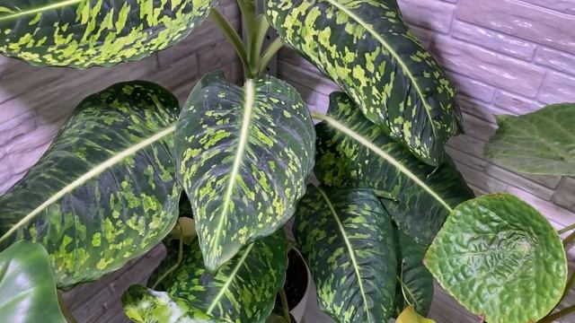 Будни цветовода | Обзор комнатных растений на стеллаже | 1 часть | 10.09.2022г. смотреть онлайн