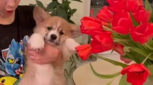 Щенок корги vs взрослый корги! Корги Элли и Корги Рокки ( говорящие собаки )