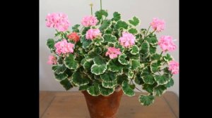 Chelsea Gem  첼시젬 2016~2018 Pelargonium