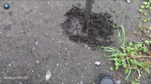 Почему не растёт трава на газоне