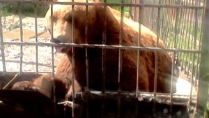 Медведь в клетке