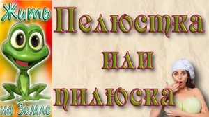 Лучшая маринованная капуста - Пелюстка/пилюска.