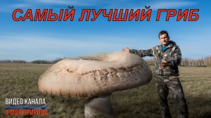Самый лучший гриб