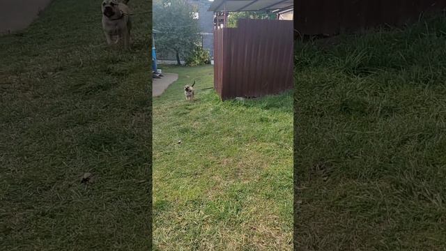 Учим щенка отпускать человека смотреть онлайн