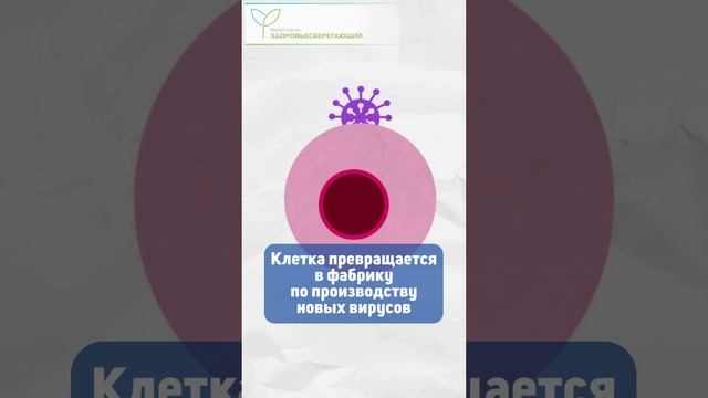 Как вирус гриппа захватывает наши клетки