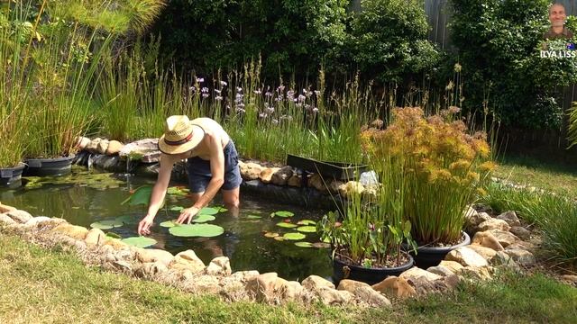 Пруд, кувшинки, лотос. Своими руками. (видео 410) смотреть онлайн