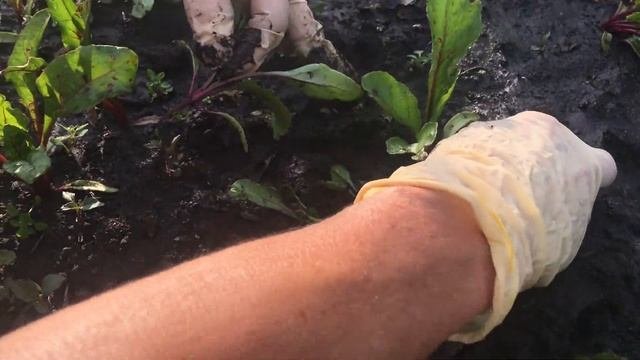 Правильное прореживание свёклы!