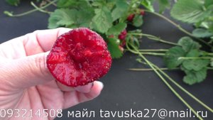 ПОЛВИНА среднеспелый сорт клубники