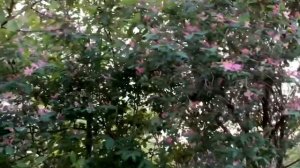 Жимолость татарская