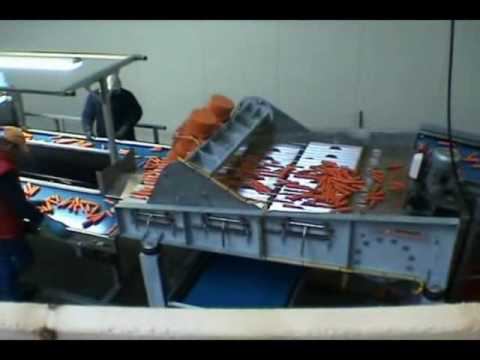 Полировка моркови TD 300 14 + калибровщик L 1