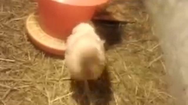 Цыплятам месяц Чем кормить Комбикорм Калинка смотреть онлайн