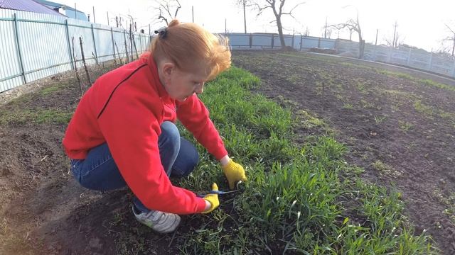 Озимая рожь как сидерат, что можно сделать весной смотреть онлайн