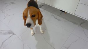 Шерлок ПРОТИВ СИРЕНОГОЛОВОГО. Брос Шоу ПЕТ