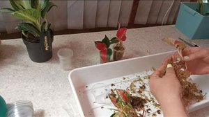 Адаптация тайских аглаонем. Что я сделала с рассадой 🤏?