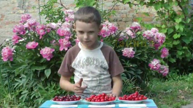 Самая ранняя черешня   Ранние сорта черешни...