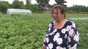 Болезни картофеля