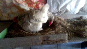 Курица роды принимает